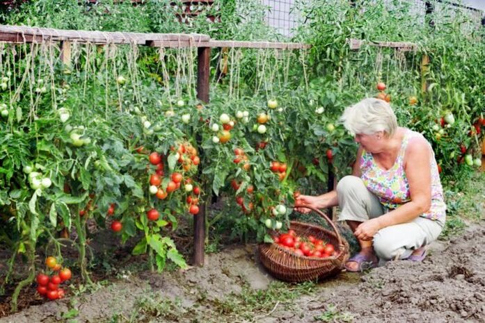 vrtni paradižnik za krčne žile